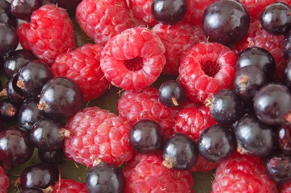 Currant Berries Raspberries White Background — Stock Photo, Image