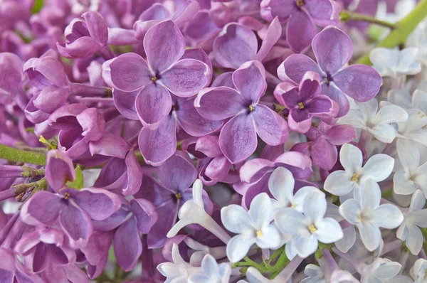 丁香花束宏 — 图库照片