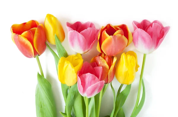 Vermelho, rosa e amarelo tulipas cacho isolado em fundo branco com amostra de texto — Fotografia de Stock