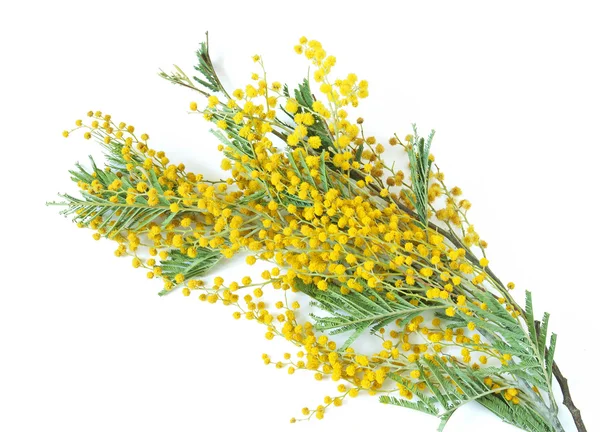 Mimose Blumen isoliert auf weißem Hintergrund — Stockfoto