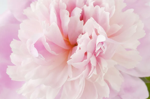 Mooie pioenroos bloem macro — Stockfoto