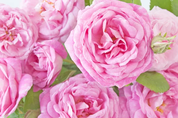 Rosa flores bsckground closeup — Fotografia de Stock
