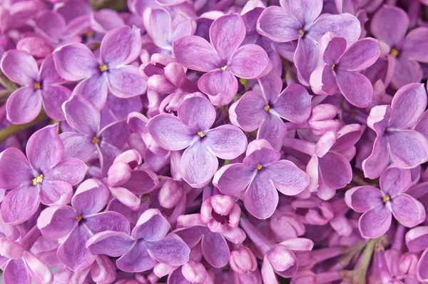 丁香花束宏 — 图库照片