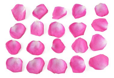 Beyaz arkaplanda gül yaprakları izole