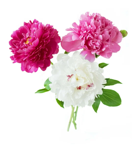 Peony bloemen bos geïsoleerd op witte achtergrond — Stockfoto