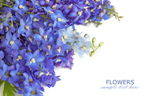 Hermosas Flores Lila Sobre Fondo Blanco Plantilla Para Tarjeta Felicitación — Foto de Stock