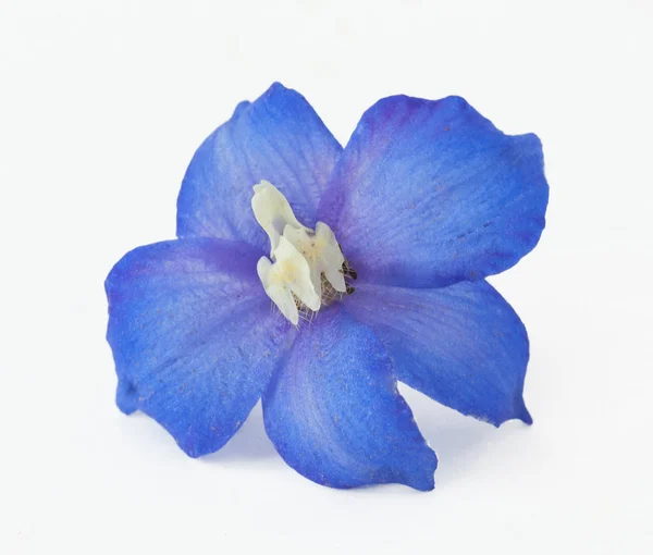 Fleur Bleue Isolée Sur Fond Blanc Modèle Pour Carte Vœux — Photo