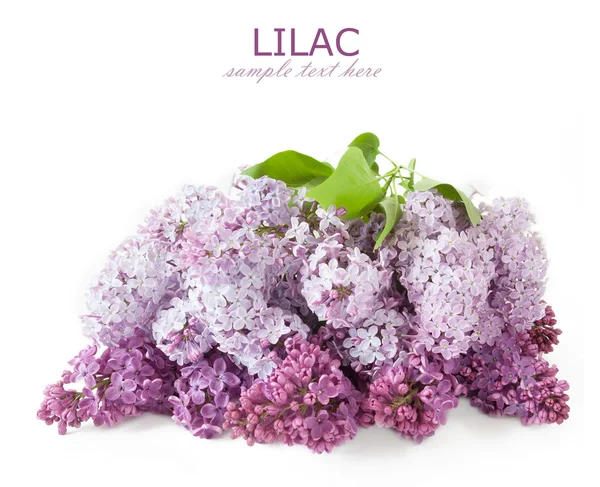 Beautiful Lilac Flowers White Background Template Greeting Card Space Your — Stockfoto