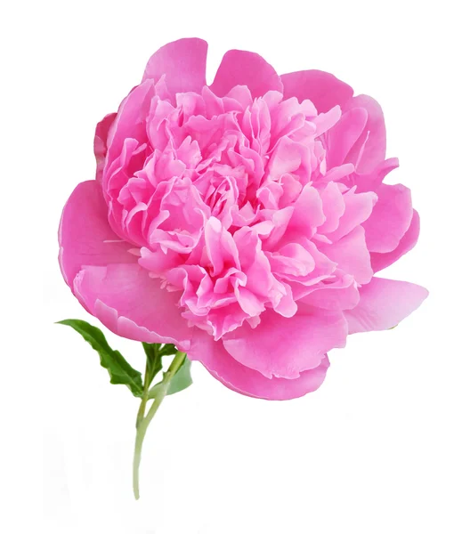 Pink Peony Isolated White Background — Stock Photo, Image