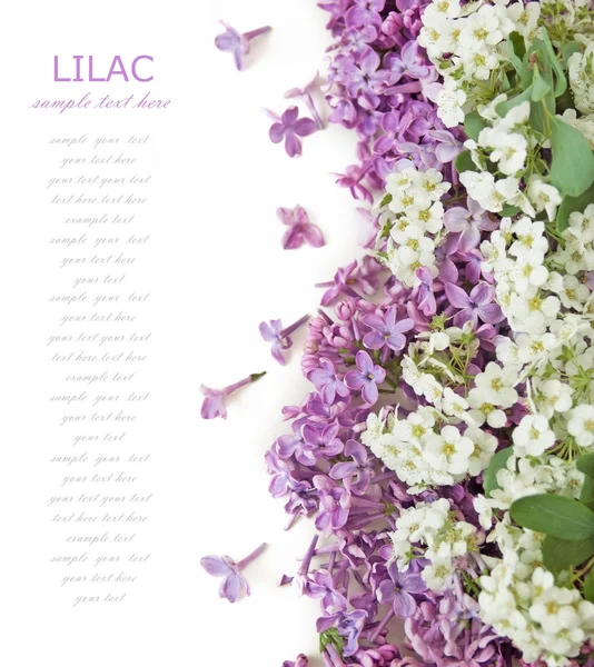 白い背景に美しいライラックの花あなたのテキストのためのスペースとグリーティングカードのためのテンプレート — ストック写真