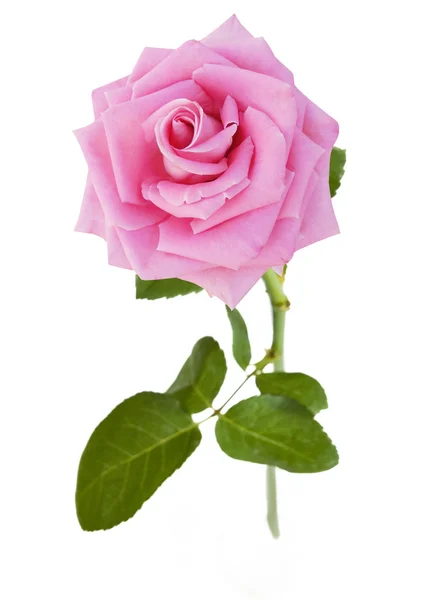 Schöne rosa Rose isoliert auf weißem Hintergrund — Stockfoto