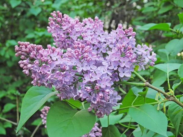 Belles Fleurs Lilas Dans Jardin — Photo