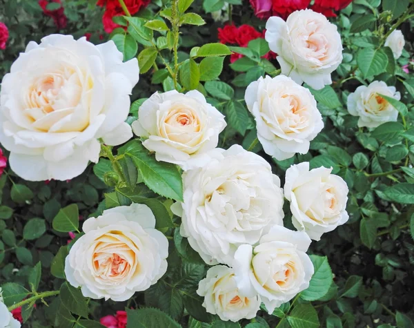 Kwiaty róży bsckground zbliżenie — Zdjęcie stockowe