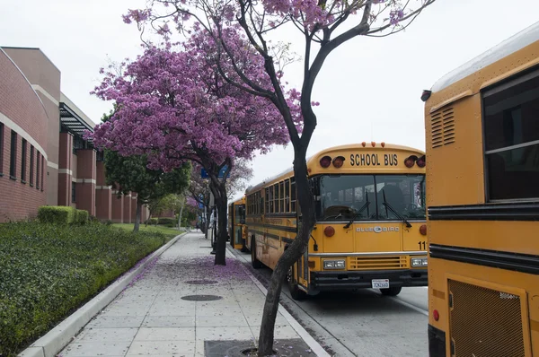 Школьные автобусы в средней школе Бербанка — стоковое фото