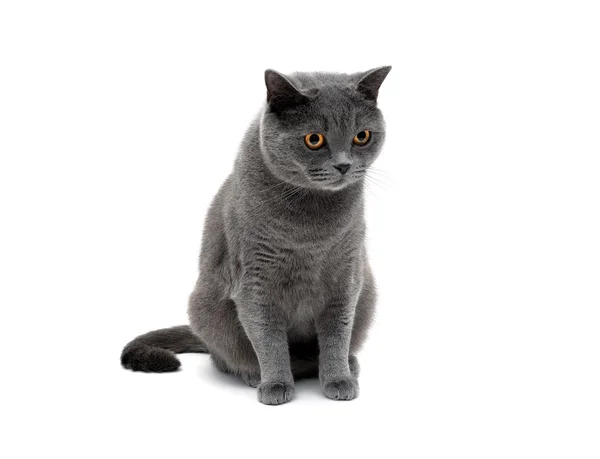 Gato gris sobre un fondo blanco de cerca . — Foto de Stock