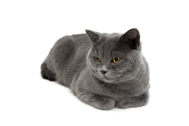 Gri kedi bir beyaz arka plan yakın çekim yalan.