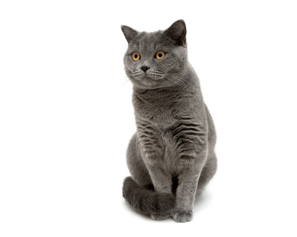 Серый кот изолирован на белом фоне вблизи . — стоковое фото