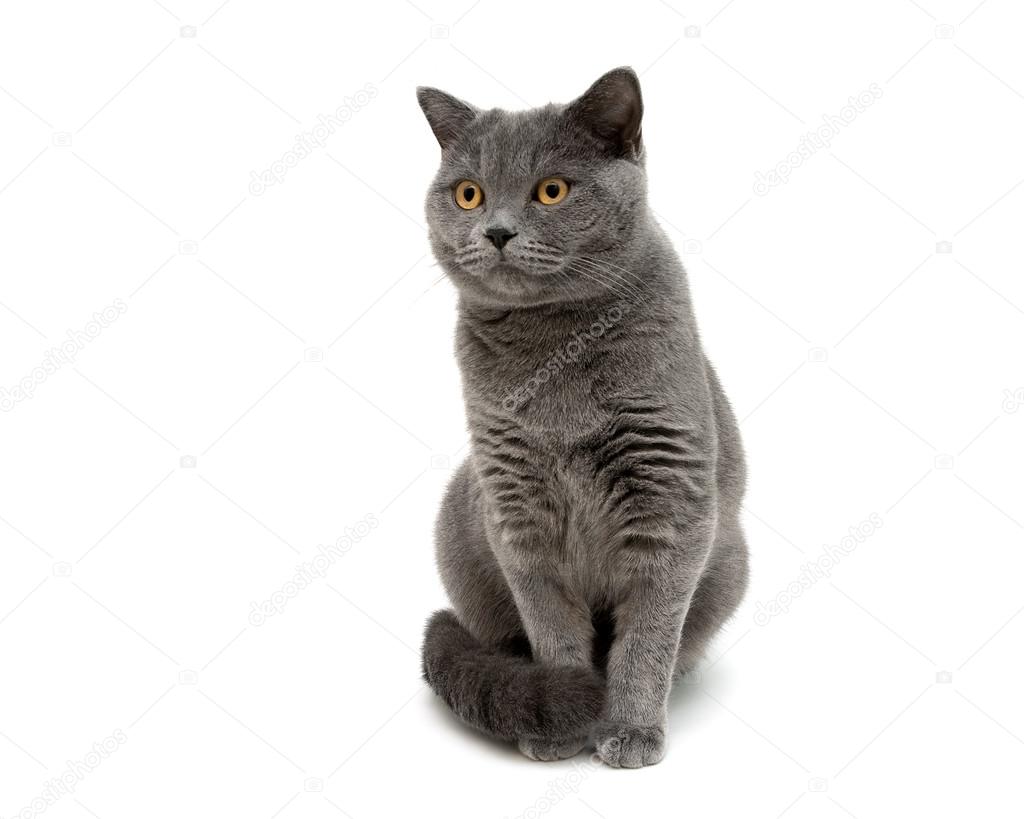 gray cat isolated on white background close up.