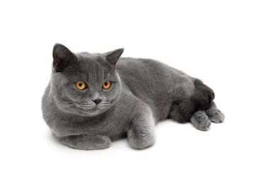 kedi sarı gözlü beyaz bir arka plan üzerinde yalan