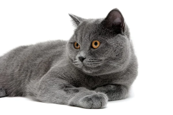 Portrait of a gray cat with yellow eyes. — Stock Photo, Image