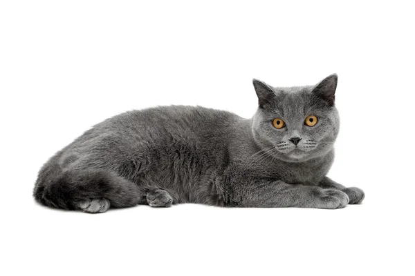 Portrait De Chat Gris Ecossais Images Libres De Droit Photos De Portrait De Chat Gris Ecossais Depositphotos