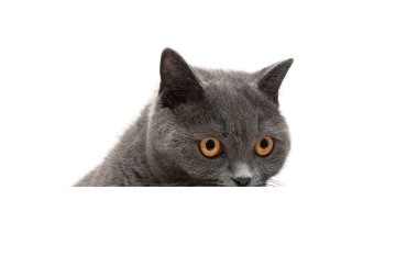 kedi beyaz bir arka plan üzerinde beyaz bir afiş oturuyor