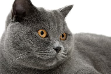 Gri kedi portresi (scottish düz üremek) yakın çekim.