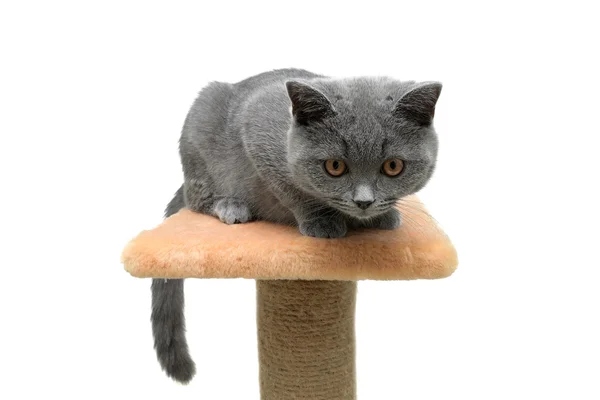 Malé kotě ((breed Scottish Straight) na bílém pozadí — Stock fotografie