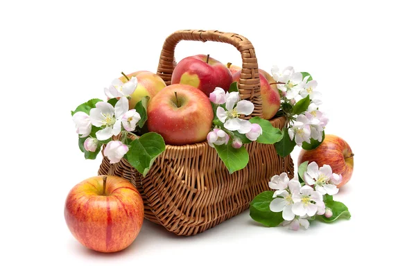 Maçãs e flores de macieira em uma cesta em um fundo branco — Fotografia de Stock