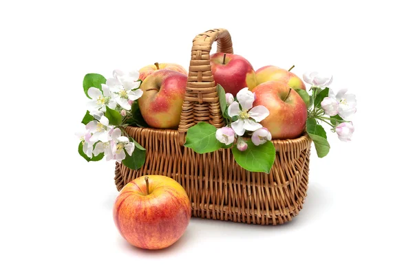 Basket with apples and apple flowers on a white background — Stock Photo, Image