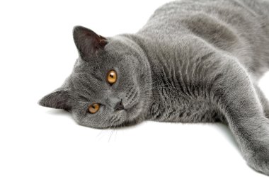 Gri kedi beyaz bir arka plan üzerinde yalan