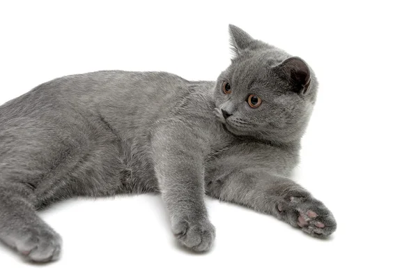 Красивый серый котенок лежит на белом фоне — стоковое фото
