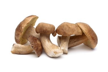 Beyaz arka plan üzerinde izole yabani mantar yakın çekim