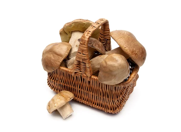 Wilde paddestoelen in een rieten mand op een witte achtergrond — Stockfoto