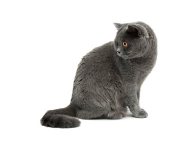 güzel kedi beyaz arka plan yakın çekim üzerinde oturur.