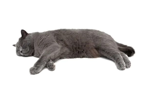 Katt som sover isolerade på vit bakgrund. horisontella Foto. — Stockfoto