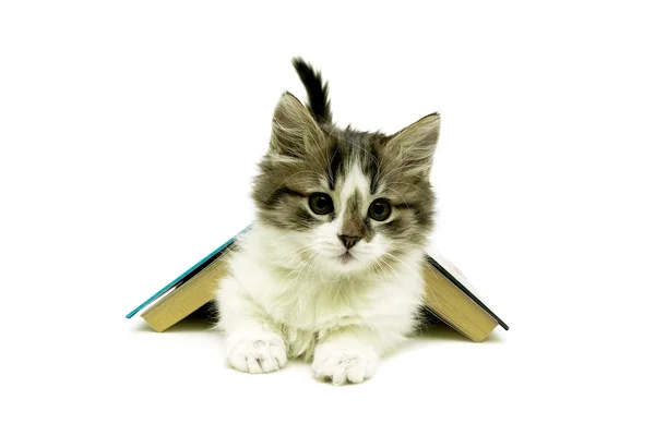 Gatito se encuentra bajo el libro abierto sobre fondo blanco —  Fotos de Stock