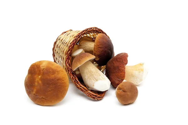 Champignons sauvages dans le panier sur un fond blanc — Photo