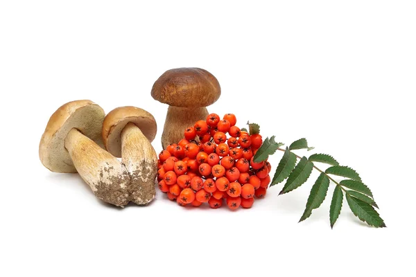 Racimos de ceniza roja de montaña y setas silvestres aislados en blanco — Foto de Stock