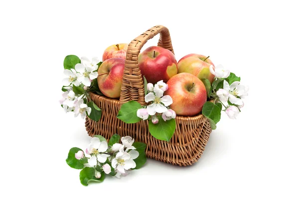 Maçãs maduras na cesta e flores de maçã em um backgroun branco — Fotografia de Stock