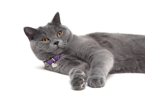 Chat gris aux yeux jaunes en col violet sur fond blanc — Photo