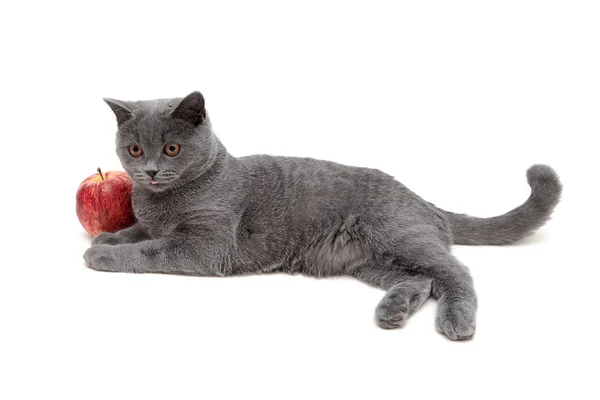 Szary kot i czerwone jabłko na białym tle na białym tle — Zdjęcie stockowe