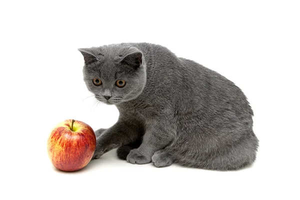 Gatito y manzana aislados sobre un fondo blanco — Foto de Stock
