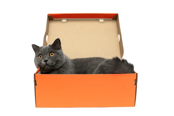 Kočka s žlutýma očima leží v otevřené krabici na bílé b — Stock fotografie
