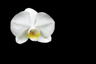 beyaz çiçek orkide siyah arka plan üzerine yakın kadar