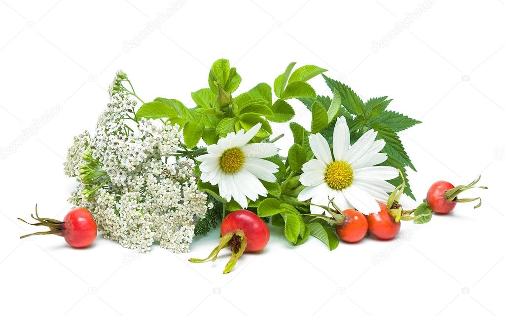  medicinal herbs isolated on white background. horizontal photo.