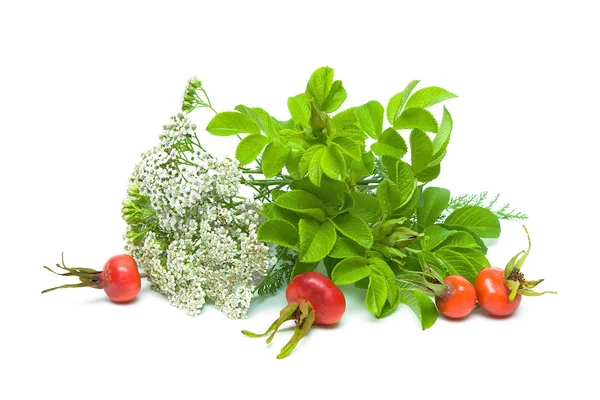 Yarrow and berries of wild rose on a white background — Stock Photo, Image