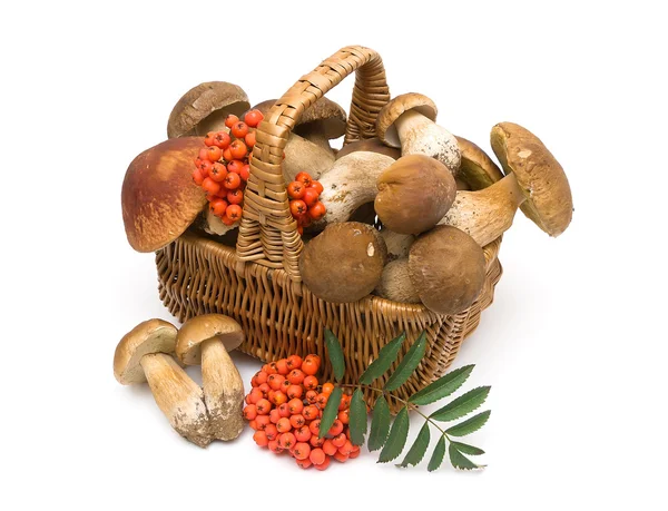 Basket with mushrooms on a white background — Stock Photo, Image
