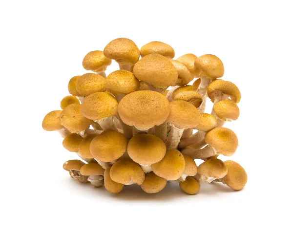 Cogumelos agáricos closeup no fundo branco — Fotografia de Stock
