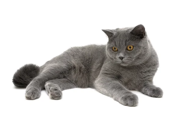 Young cat on white background close up — Stock Photo, Image